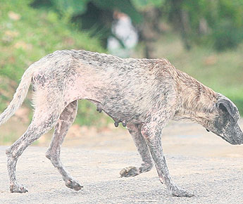 haga click para ampliar la imagen