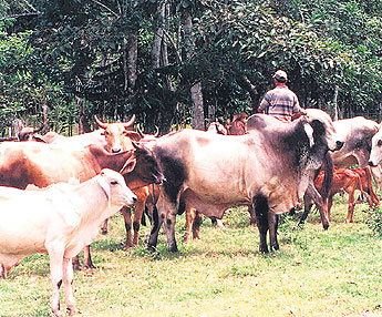 haga click para ampliar la imagen