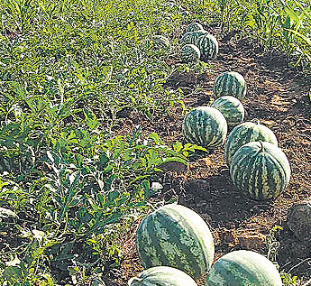 haga click para ampliar la imagen