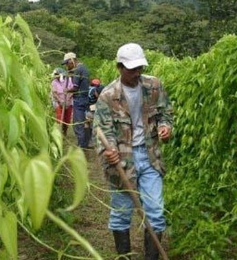 haga click para ampliar la imagen