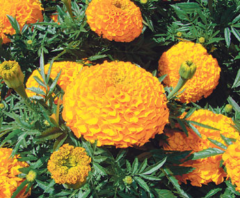 haga click para ampliar la imagen