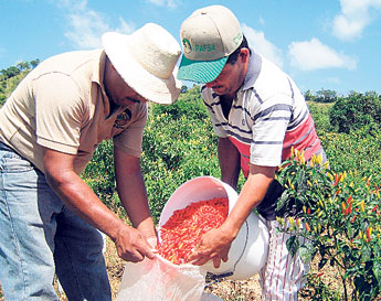 haga click para ampliar la imagen