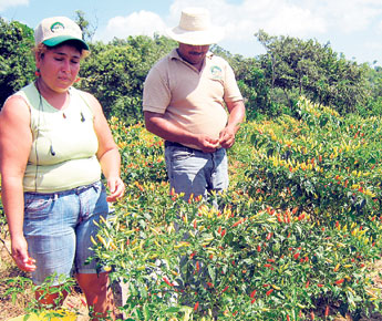 haga click para ampliar la imagen