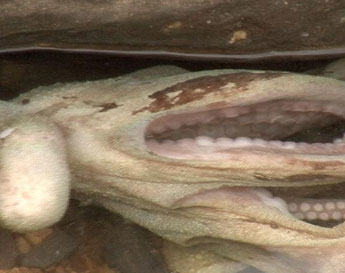 haga click para ampliar la imagen