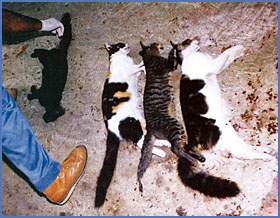 Imagen foto