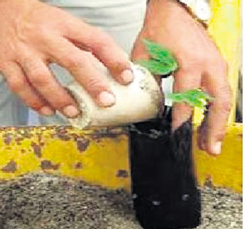 haga click para ampliar la imagen