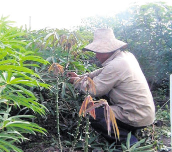 haga click para ampliar la imagen