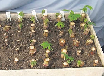 haga click para ampliar la imagen