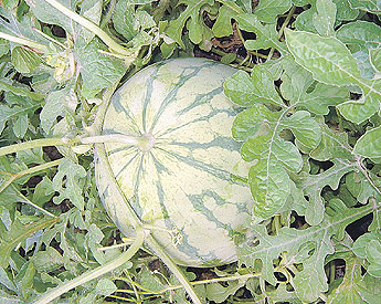 haga click para ampliar la imagen