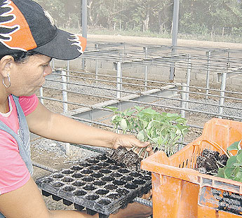 haga click para ampliar la imagen