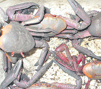 haga click para ampliar la imagen