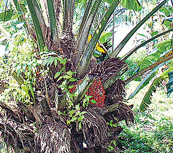 haga click para ampliar la imagen