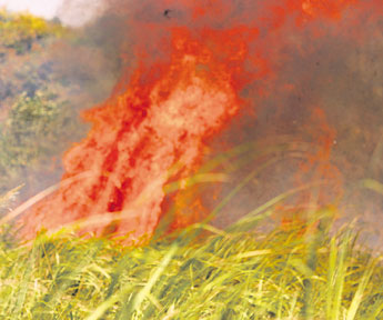 haga click para ampliar la imagen