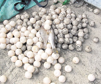 haga click para ampliar la imagen