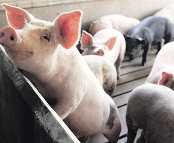 haga click para ampliar la imagen