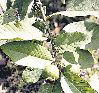 haga click para ampliar la imagen