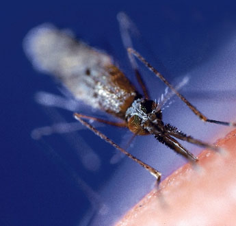 haga click para ampliar la imagen