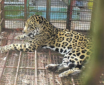 haga click para ampliar la imagen