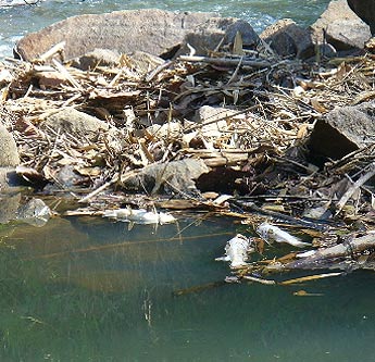 haga click para ampliar la imagen