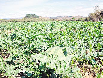 haga click para ampliar la imagen