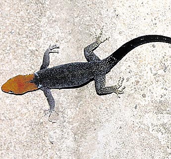 haga click para ampliar la imagen