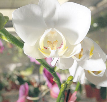 haga click para ampliar la imagen