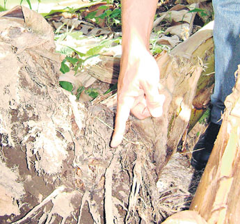haga click para ampliar la imagen