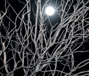 haga click para ampliar la imagen