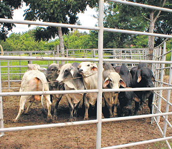 haga click para ampliar la imagen