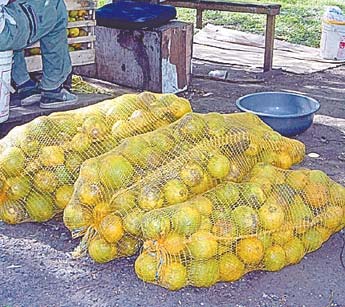 Imagen foto