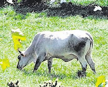 haga click para ampliar la imagen