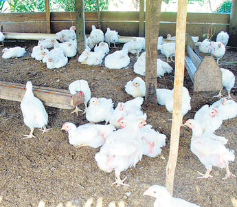 haga click para ampliar la imagen