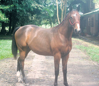 haga click para ampliar la imagen