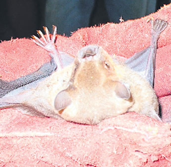 haga click para ampliar la imagen