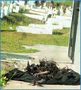 Imagen foto