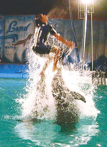 Imagen foto