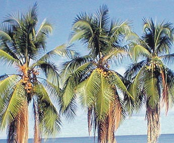 Imagen foto
