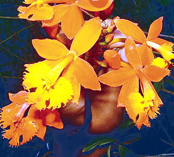 Imagen foto