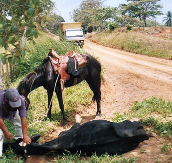 Imagen foto