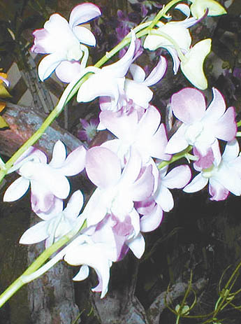 Imagen foto