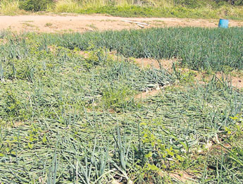 haga click para ampliar la imagen