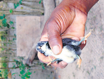 haga click para ampliar la imagen