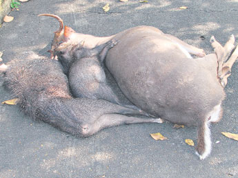 haga click para ampliar la imagen