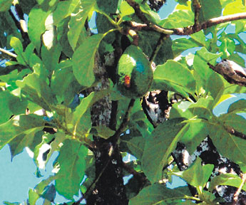 haga click para ampliar la imagen