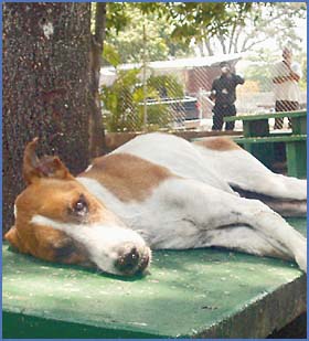 Imagen foto