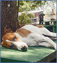 Imagen foto