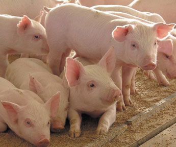 haga click para ampliar la imagen