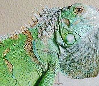 Los colores de la iguana * Muchas iguanas presentan un color azul ...