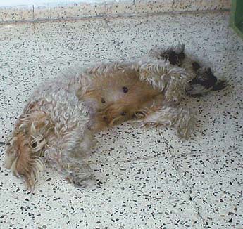 Imagen foto