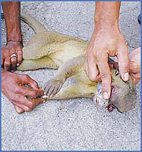 Imagen foto